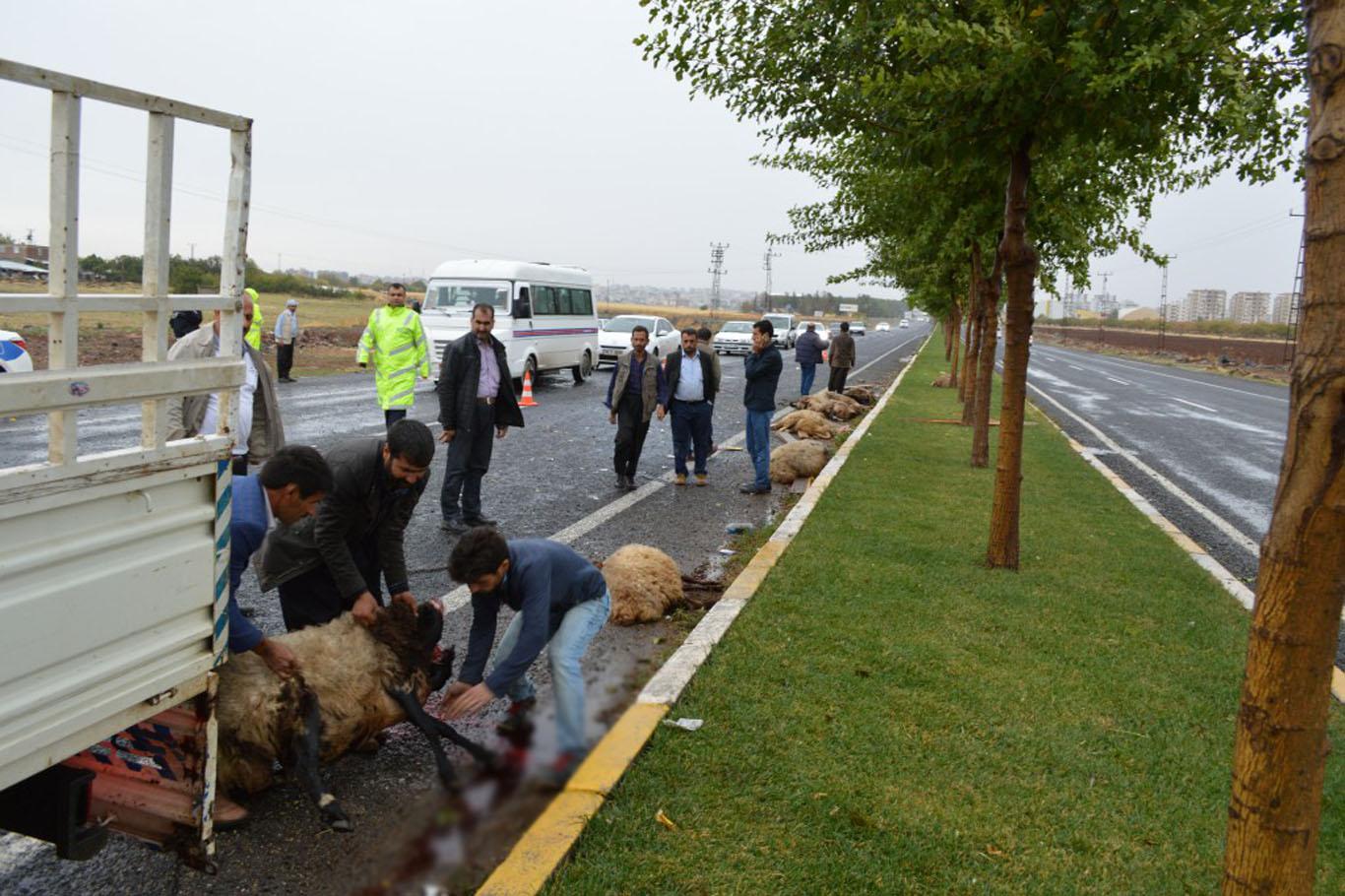 Refüje çarpan pikaptaki koyunlar yola savruldu